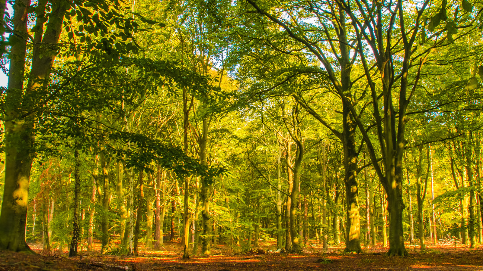 Wandelvakanties In Nederland 4 Tips
