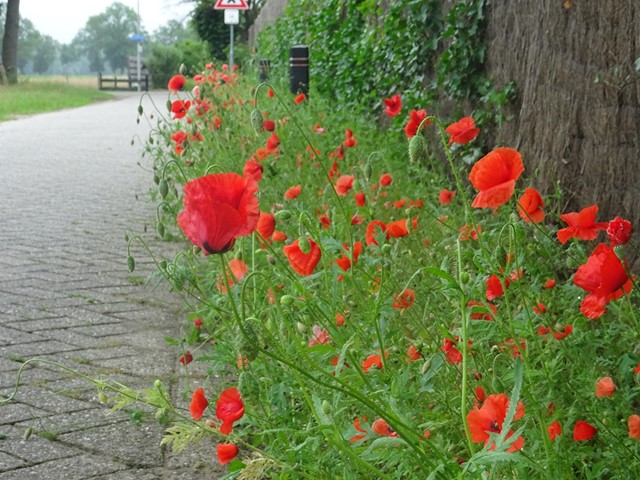 Klaprozen langs de Engelandweg