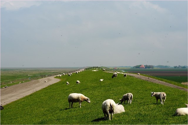 Wandelen langs de Waddenzee tijdens het Waddenpad