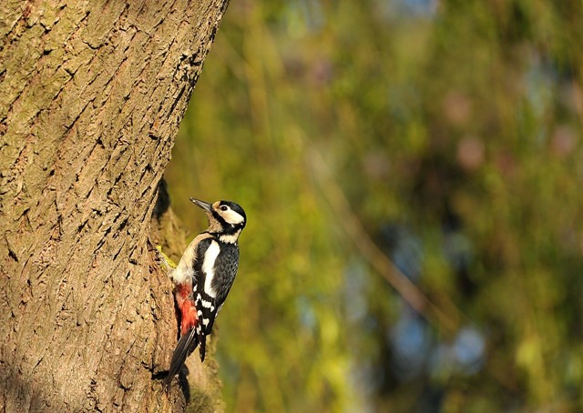 Vogel op een boom