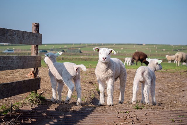 Lammetjes Op De Hoge Berg Foto 