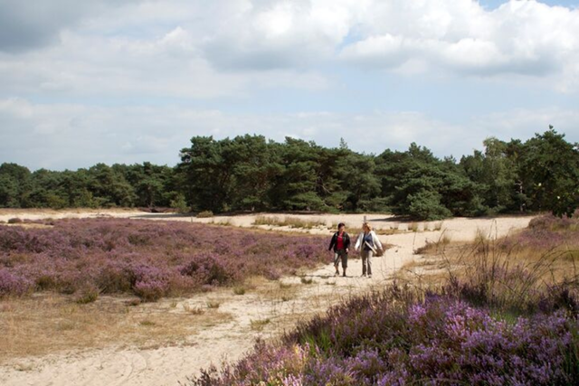 Kalmthoutse Heide