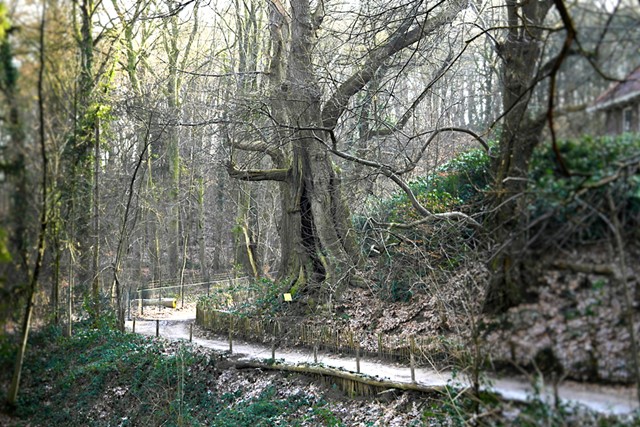 foto van een dikke boom langs een wandelpad.