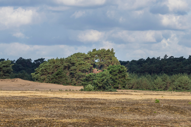 Wandelroute Nationaal Park De Hoge Veluwe Otterlose Zand Bos