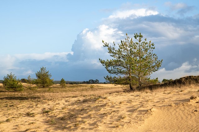 Veluwe Zwerfpad: een Streekpad om eindeloos te dwalen; Kootwijkerzand