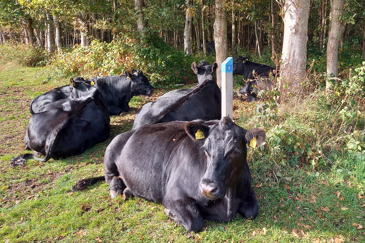 afbeelding van Black Angus-runderen op Texel.