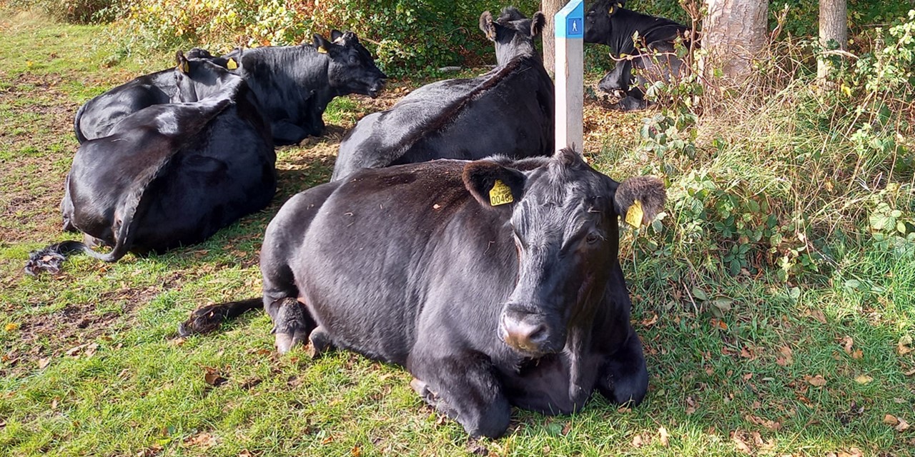 afbeelding van Black Angus-runderen op Texel.