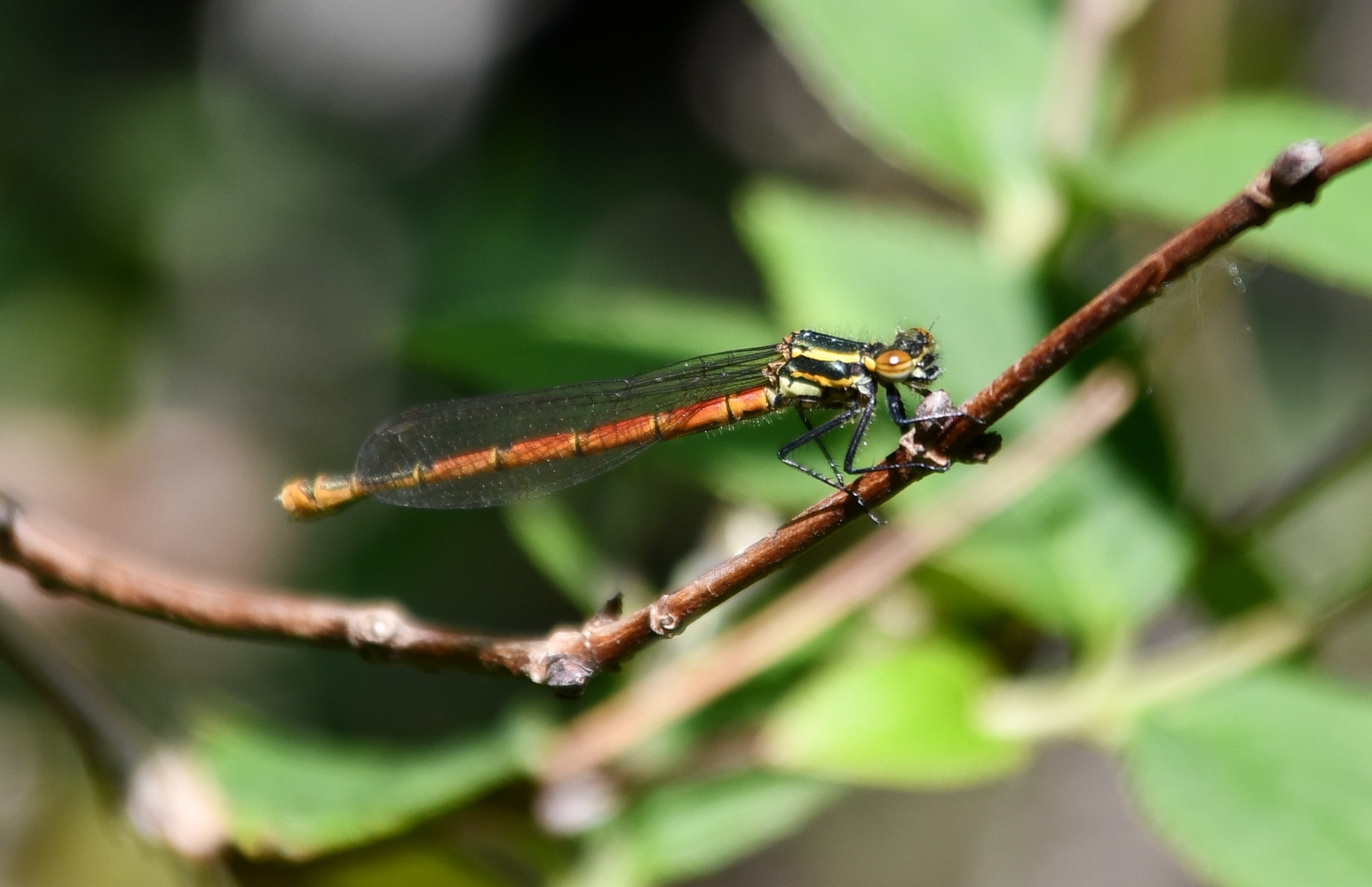 Natuurtips Zo Spot Je Insecten Tijdens Je Wandeling