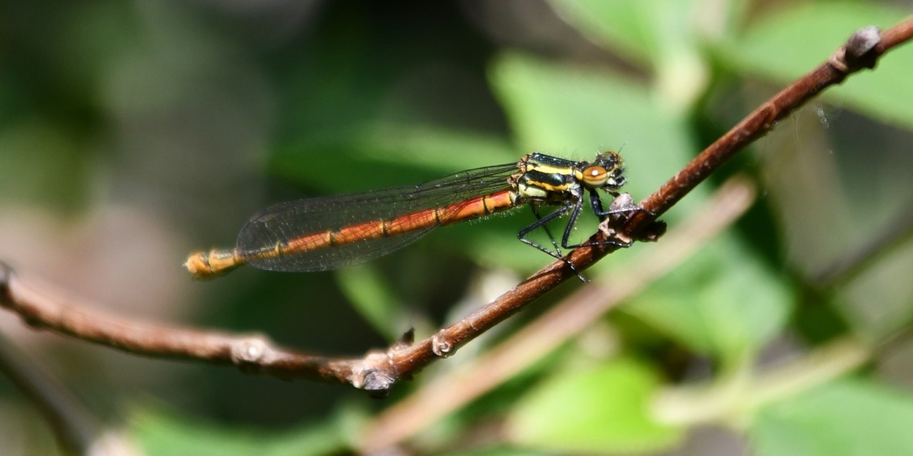 Natuurtips Zo Spot Je Insecten Tijdens Je Wandeling