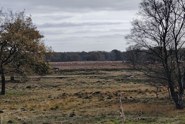 Wandelroute NP Dwingelderveld Zwerfroute Kloosterveld Schaapskudde