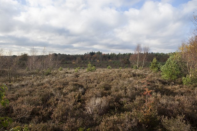 afbeelding van heide en bos in het Zwolse Bos.