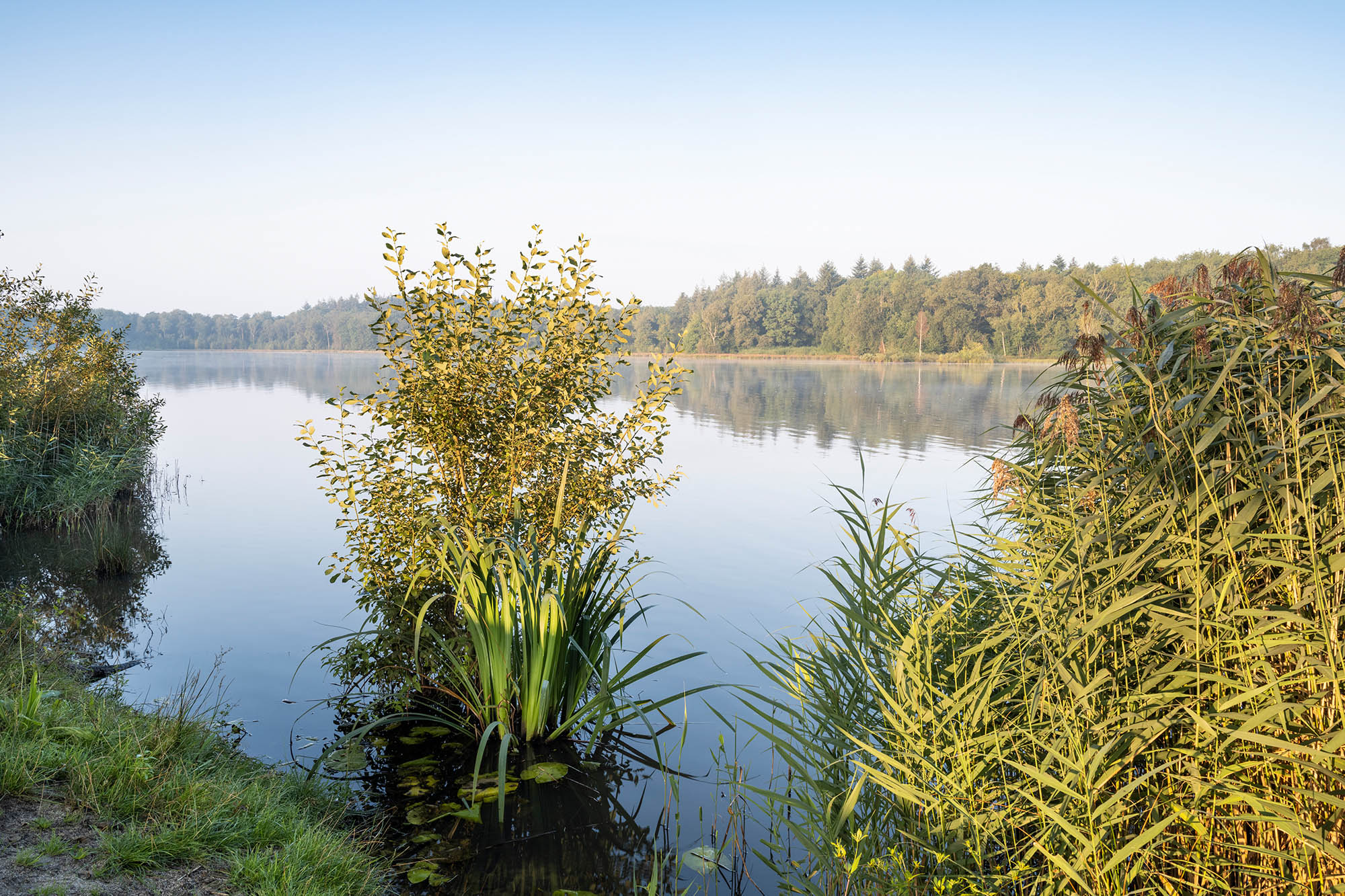 Wandelroute Zwart Water in Nationaal Park De Maasduinen