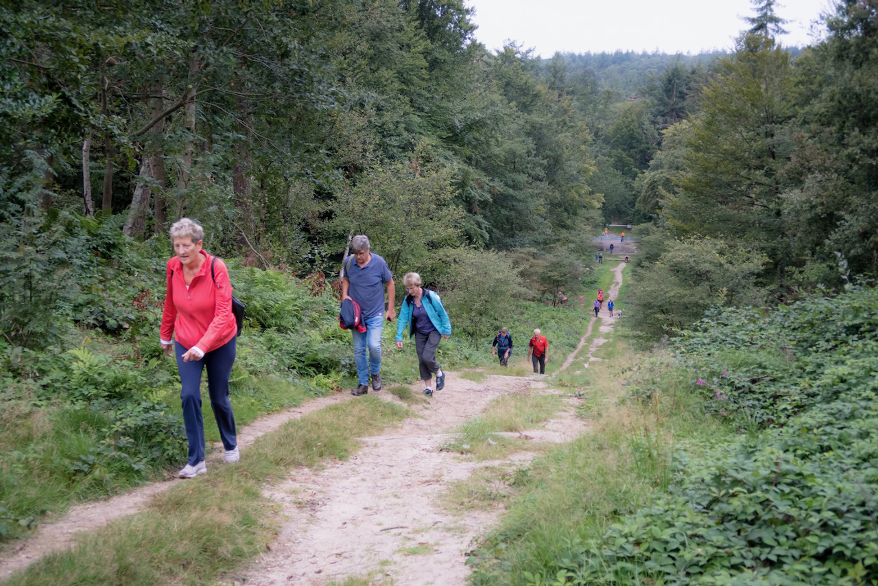 wandelaars in de Nederlandse bergen tijdens een wandeltocht in het bos.