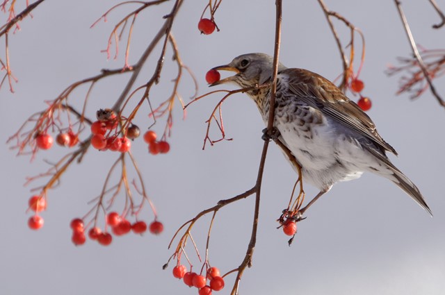 Kramsvogel