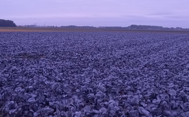 Veld met rode kool