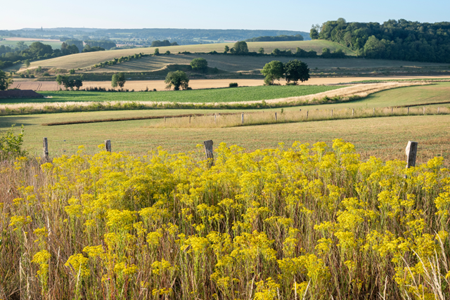 Wandelvakantie Limburg mooiste wandelreizen Nederland