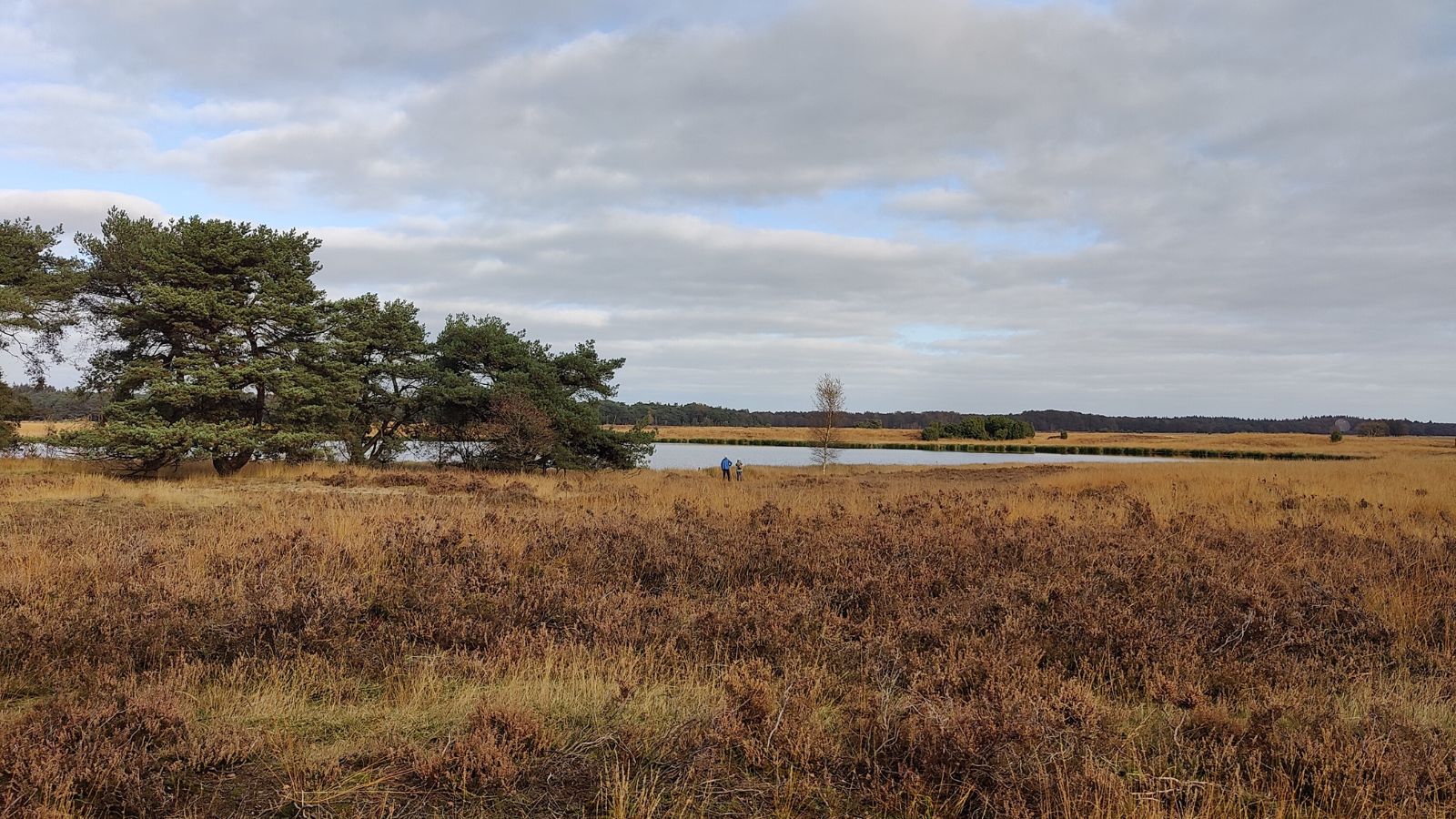 Bos En Heideroute Dwingelderveld