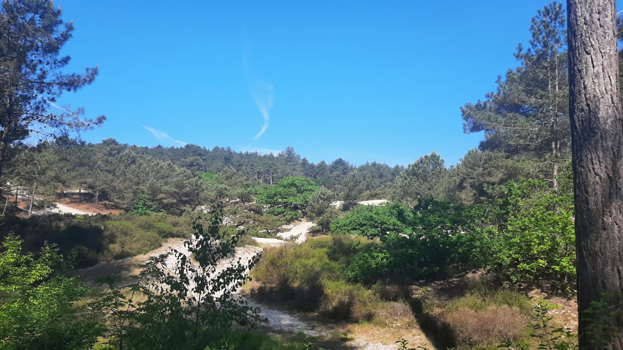 De Schoorlse Duinen, foto: Saskia van den Brand