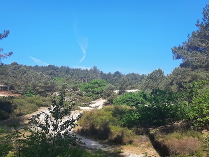 De Schoorlse Duinen, foto: Saskia van den Brand
