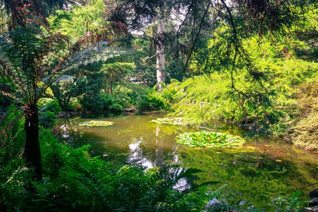 Wandelen Door De Mooiste Arboreta Van Nederland: Pinetum Blijdenstein