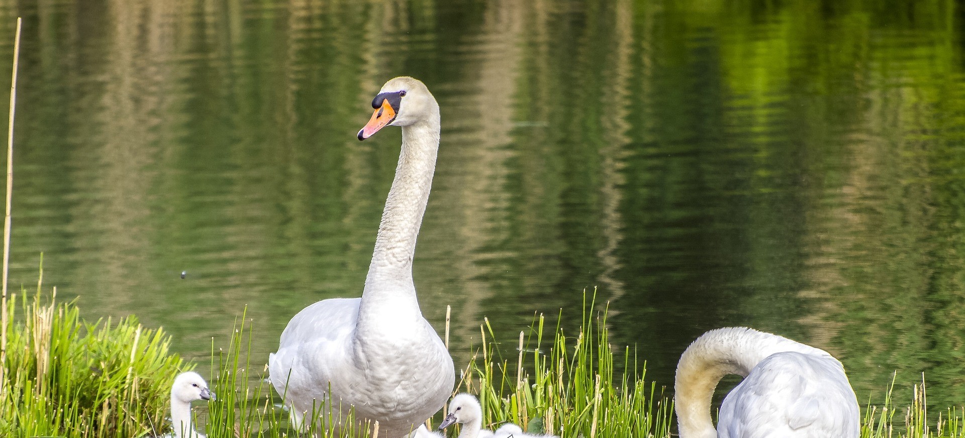 Zwanen | Bert Bospad