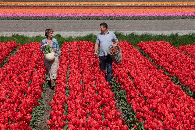 Foto van Anja en Daan Jansze in een tulpenveld.