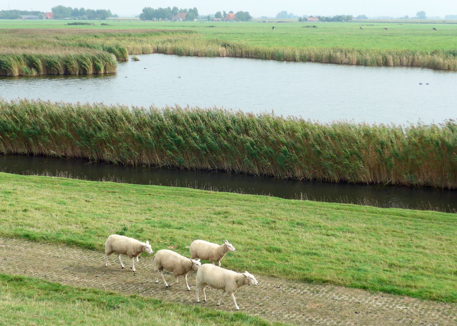Zuiderzeepad Etappe 22 Stavoren Workum: Schapen Workum