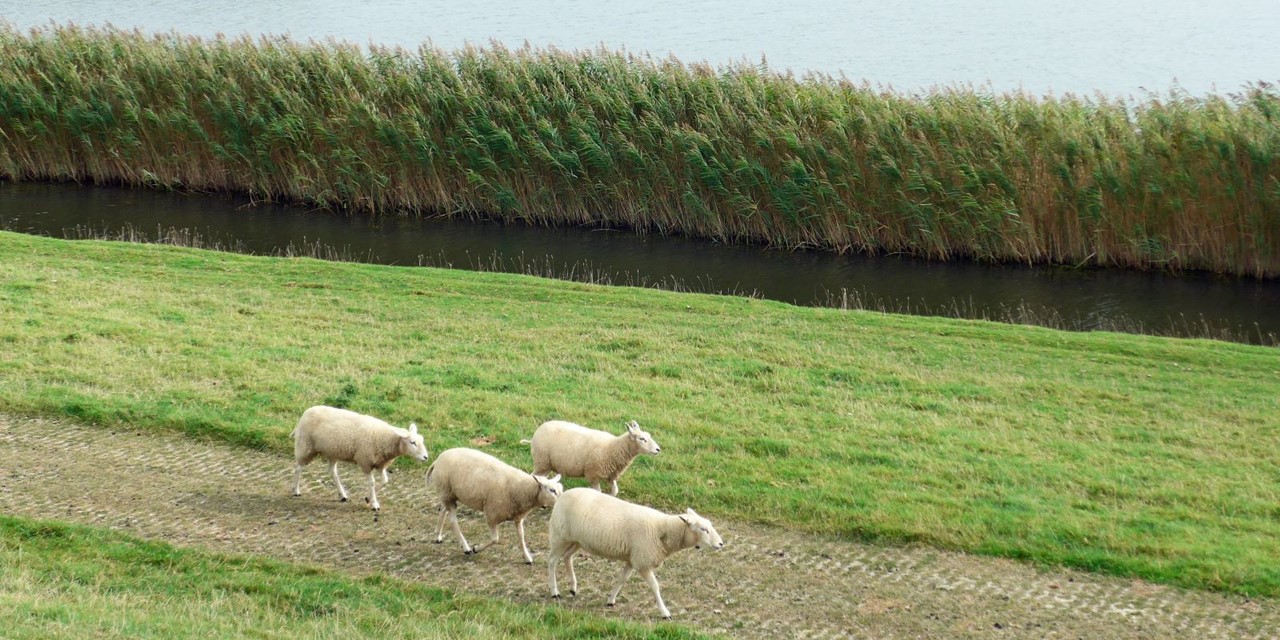 Zuiderzeepad Etappe 22 Stavoren Workum: Schapen Workum