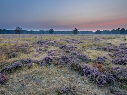 De Hondsrug bij Odoorn