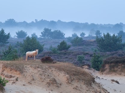 Nationaal Park Drents-Friese Wold