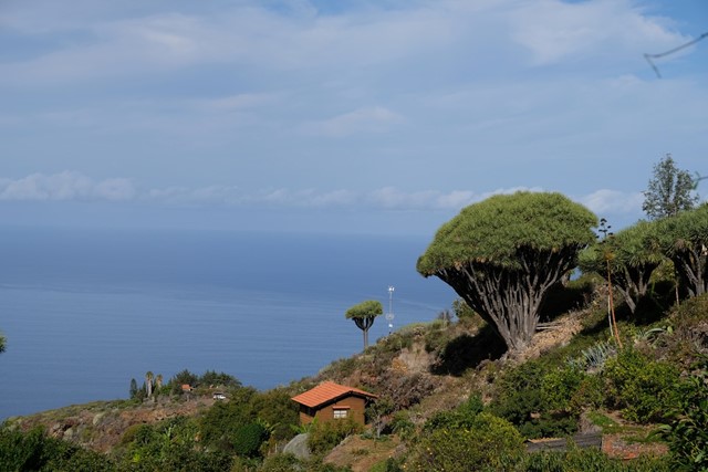 afbeelding van een uitzicht op de zee, een huisje en een drakenbloedboom.