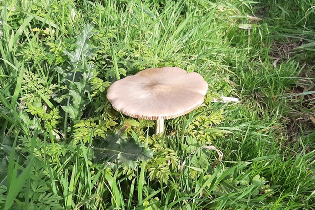 afbeelding van een paddenstoel in het gras.
