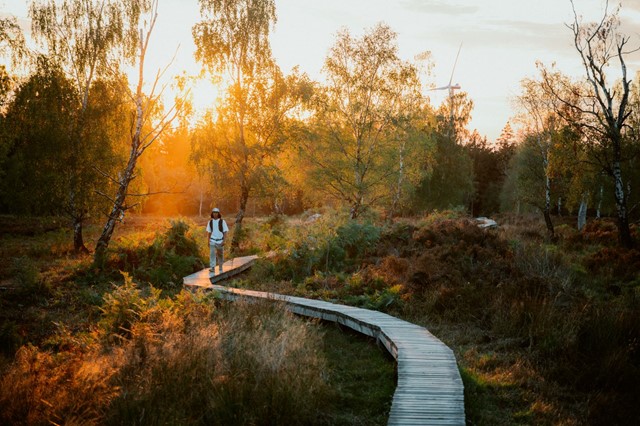 Wandelaar op vlonderpad door Natuurpark Hoge Venen-Eifel. (Foto: © Johannes Höhn)