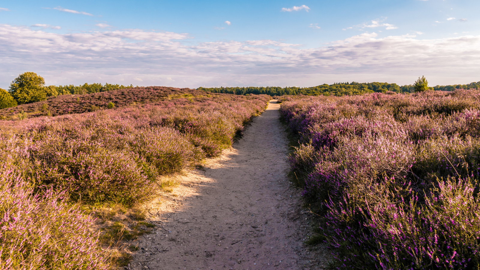Wandelroute Nationaal Park De Hoge Veluwe Landschappenpad