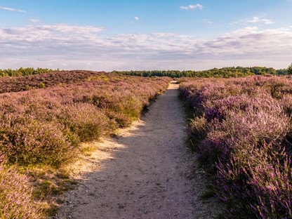 Wandelroute Nationaal Park De Hoge Veluwe Landschappenpad