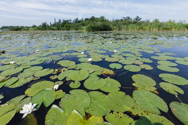 Vechtse plassen