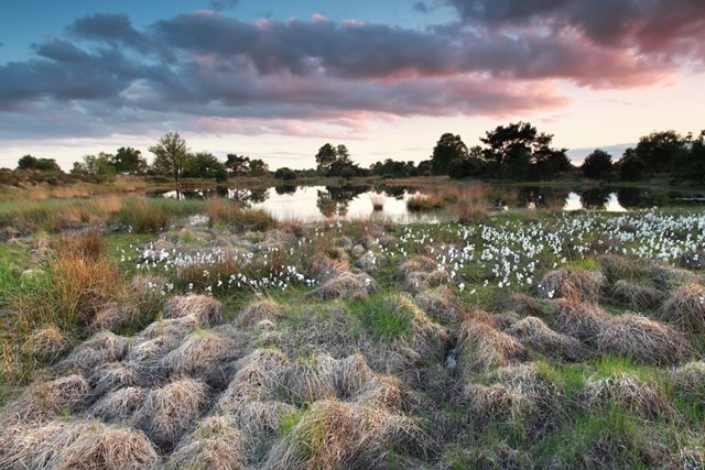 5x de mooiste wandelroutes in De Kampina