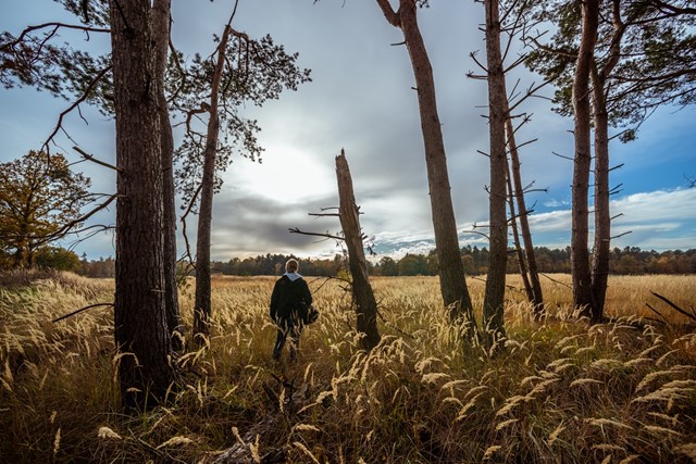 Heide bij de Ossendrechtse Duinen