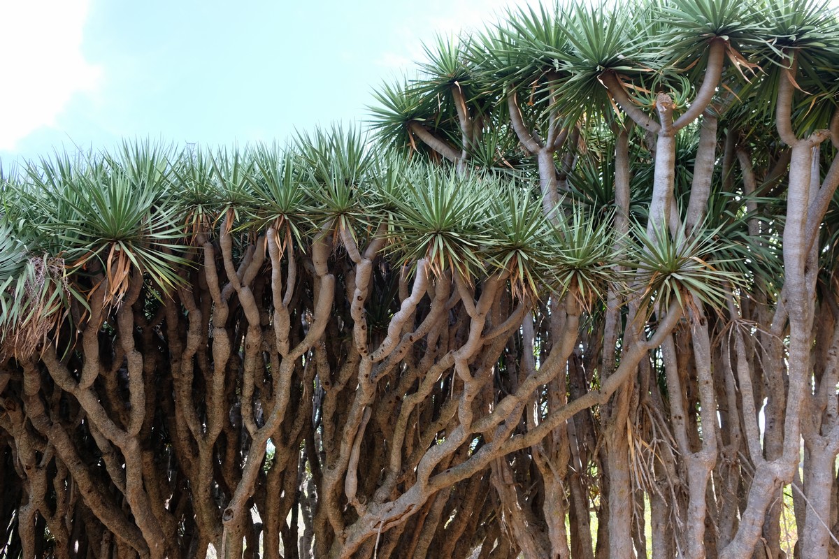 afbeelding van de toppen van drakenbloembomen.