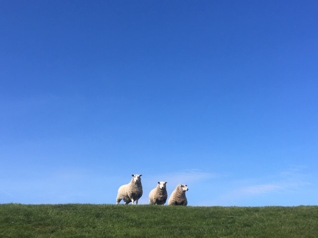Schapen op de top van een dijk