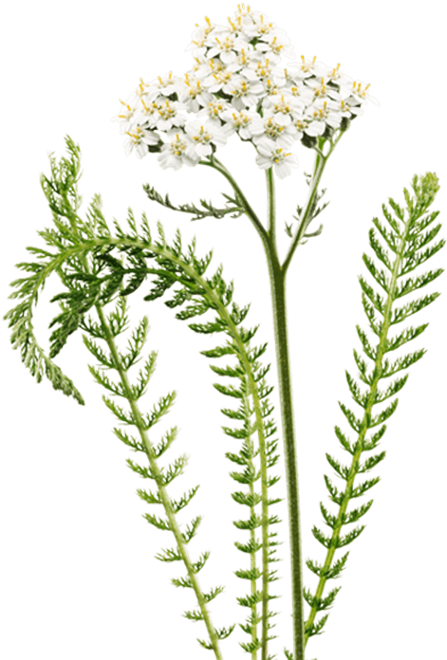 Duizendblad