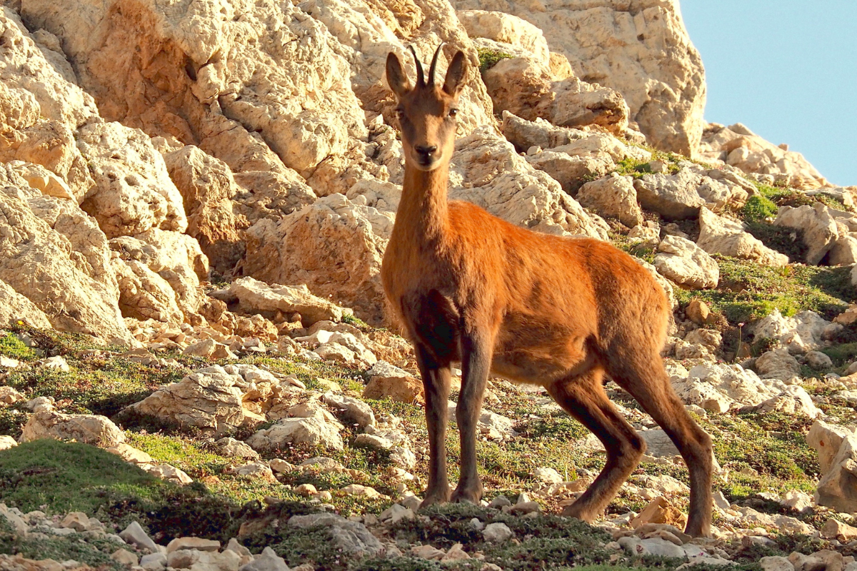 Wandelreis Groots Genieten In Het Kleinwalsertal steenbokken