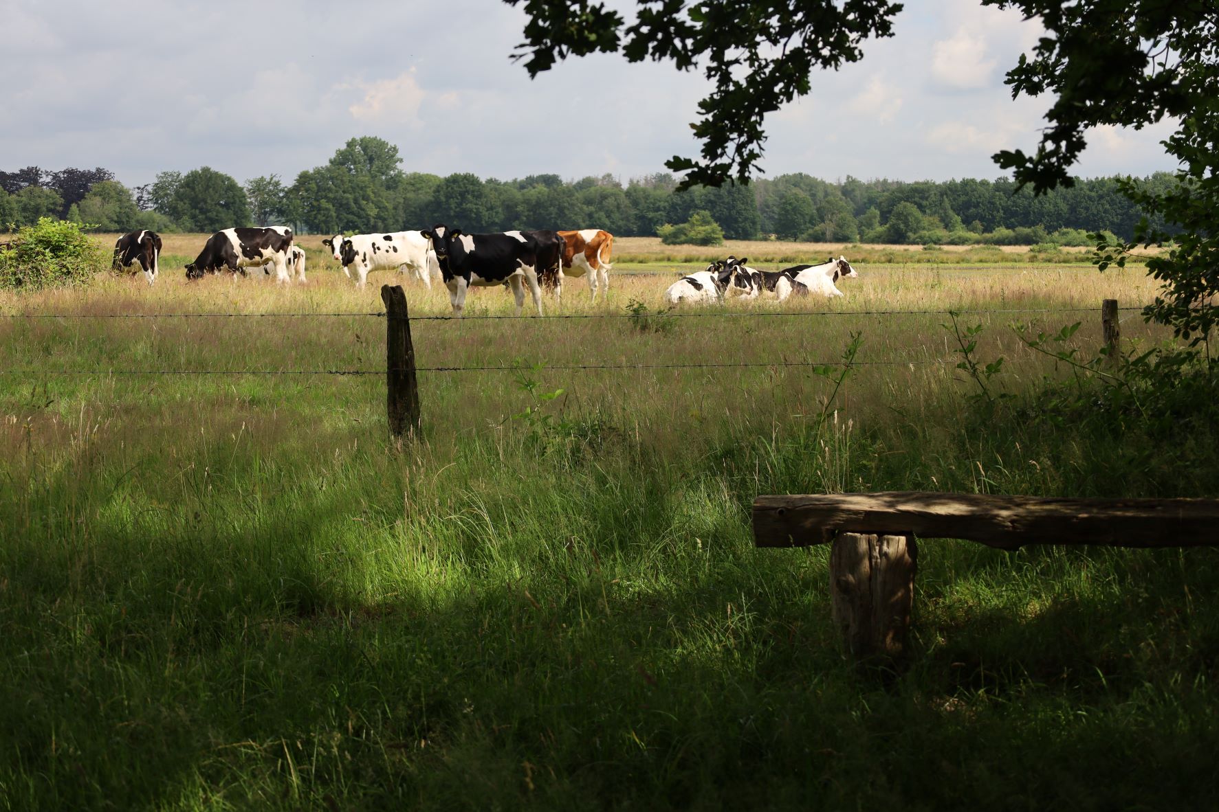 afbeelding van landschap met koeien