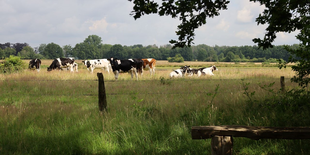 afbeelding van landschap met koeien