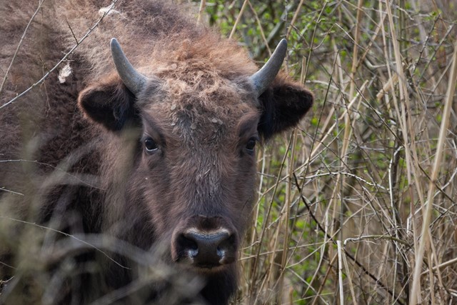 afbeelding van een wisent die in de lens kijkt.