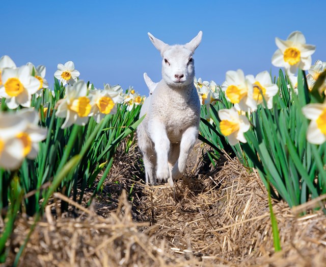 Dartelende lammetjes tussen de narcissen