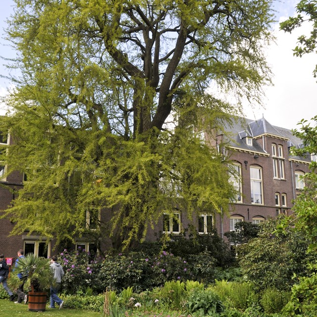 foto van een ginkgo-boom in bloei.