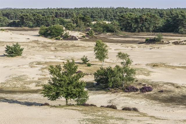 afbeelding van een uitgestrekt landschap/zandverstuiving op de Veluwe.