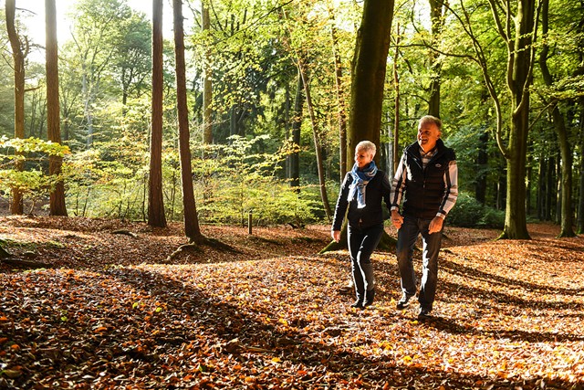 afbeelding van wandelaars in het bos.