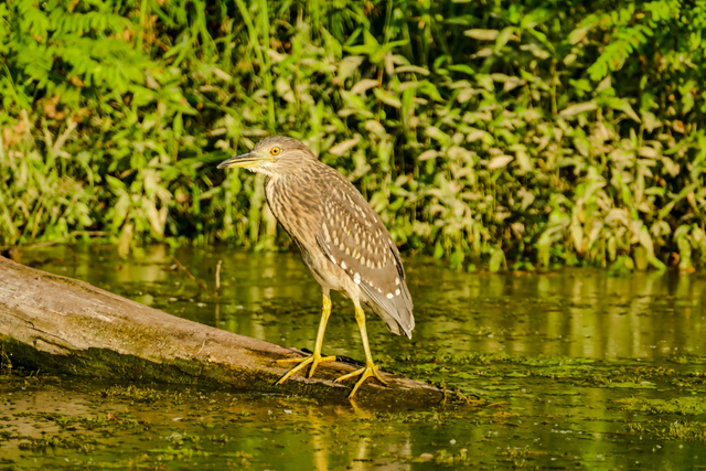 Wandelroute NP Hollandse Duinen Vogelparadijs